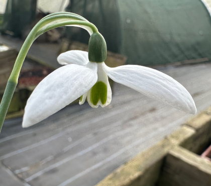 Galanthus 'Millers Late'